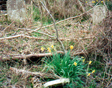 Fallen branches and leaning tombstones.