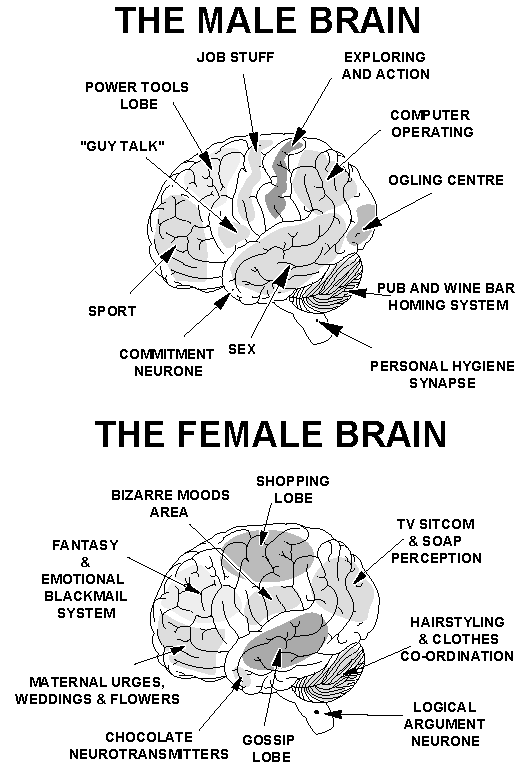 His Brain Her Brain Sex Difference In The Brain 