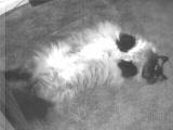 Here is a picture of our cat relaxing