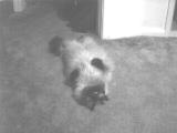 Here's one of our cat just hangin' out