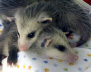 baby opossums - about  7 weeks