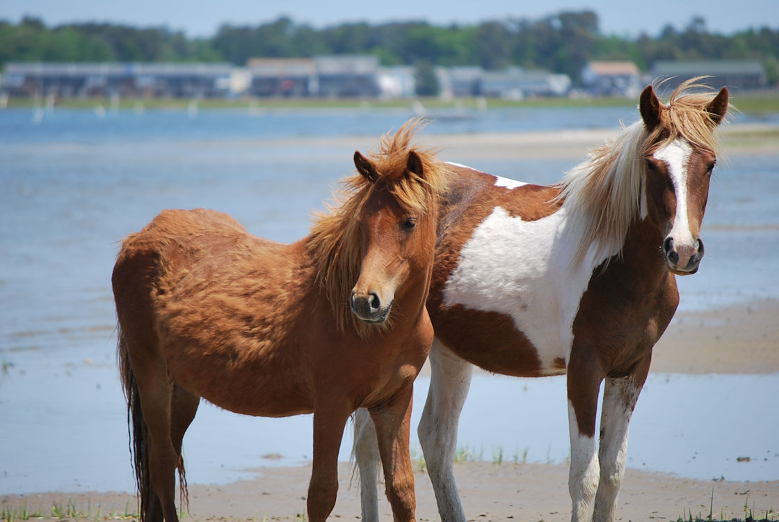 Chincoteague Ponies on the beach