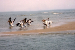 pelicans copy