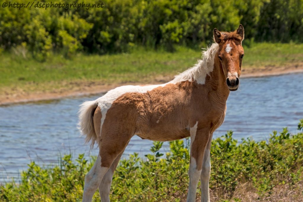 Online Auction of 2020 Chincoteague Pony Foals Chincoteague Travel Blog