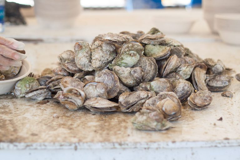 Chincoteague Oyster Festival