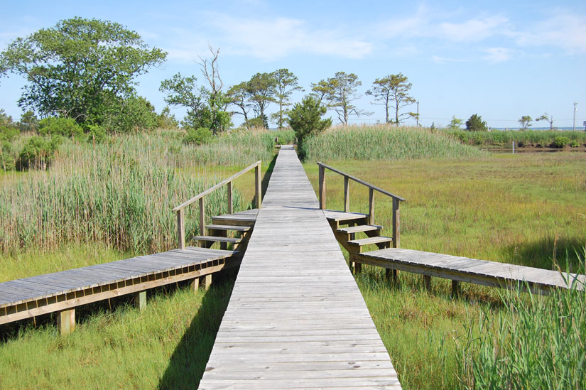 Millers' Marsh