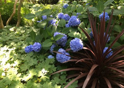 blue hydrangea