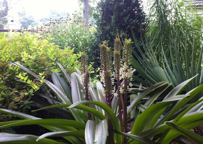 eucomis-1