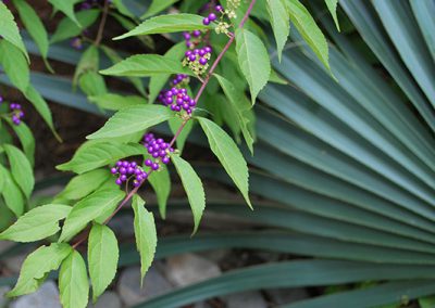 purple-flowers