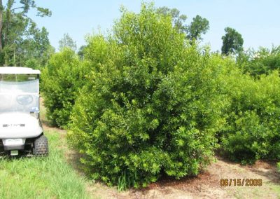 Wax Myrtle- Myrica cerifera