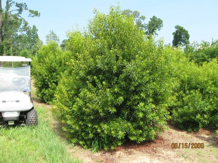 Wax Myrtle- Myrica cerifera